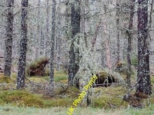 Photo 6x4 Larch plantation