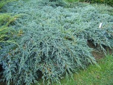 Ginepro cinese "Juniperus