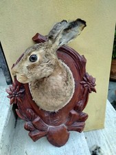 Trofeo di caccia esemplare lepre montata su scudo intagliato tassidermia no bird