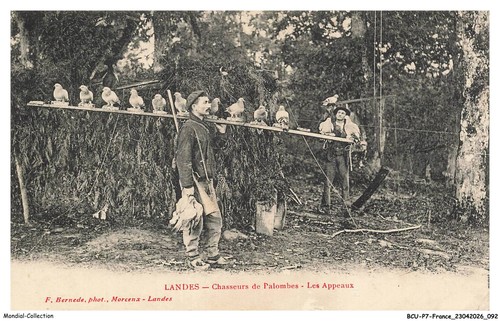 Bcup7 0786 landes - bcup7-0786-40,