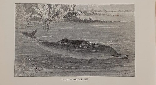 1894 delfino del gange - 1894,