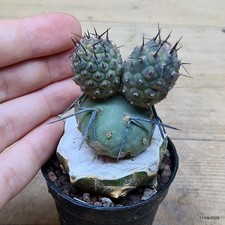 Tephrocactus geometricus