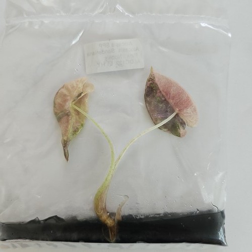Alocasia sanderiana pink - sanderiana,