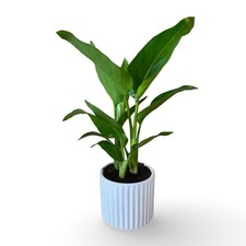 Mini strelitzia augusta - mini,