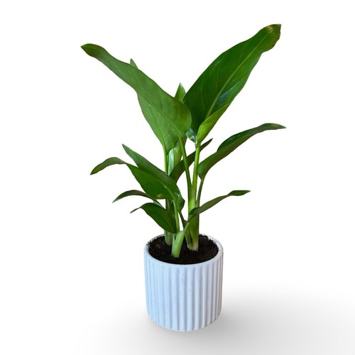 Mini strelitzia augusta - mini,