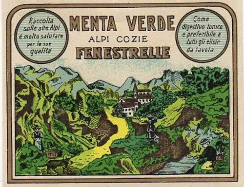Menta verde alpi - menta,