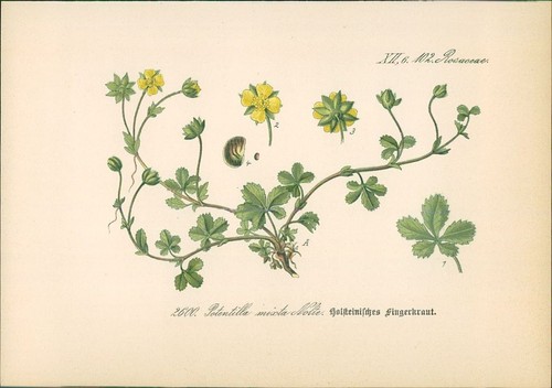 Chromolithographie - ,