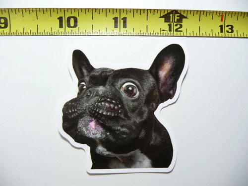 Bulldog francese cattura - bulldog,