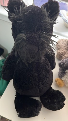 Gatto bashfull scottie jelly - scottie,