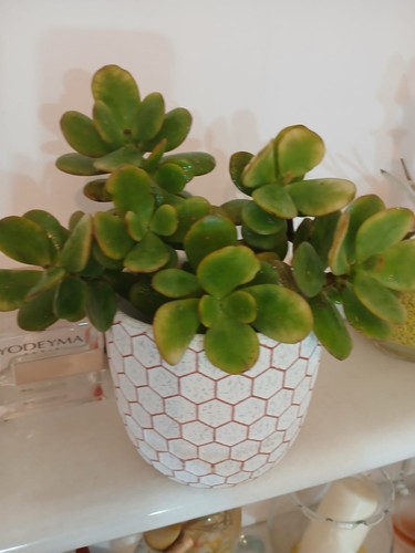 Crassula ovata meglio - ovata,,