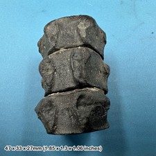 Ichthyosaur Articulated