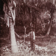 Lake Worth Coconut Tree