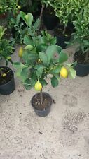 PIANTA DI LIMONE 4 STAGIONI IN