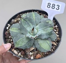 Vaso 1 pz 14 cm raro cactus