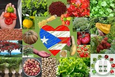 Semillas puerto rico high - de,