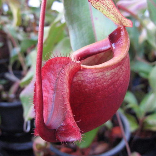 Nepenthes rowanae 10 semi - rowanae,