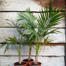 Kentia / Howea forsteriana, totale 70-90 cm, vaso 17 cm