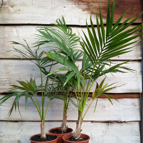 Kentia howea forsteriana - /,