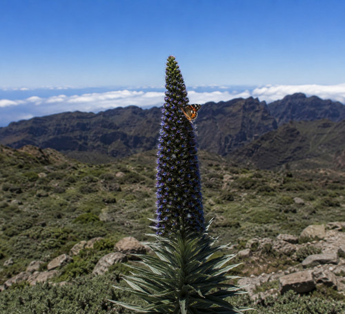Piante echium pininana - 🌸,