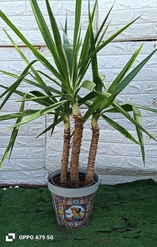 Jucca elefantina - jucca,