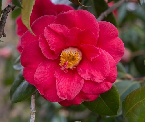 Camelia rosa intenso camellia - intenso, "camellia