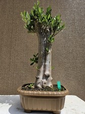 Old Fruiting Olive Bonsai