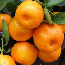 PIANTA DI MANDARINO COMUNE in