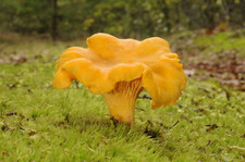 Cantharellus Cibarius (Nome