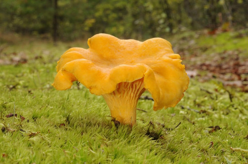 Cantharellus cibarius nome - cibarius, (nome