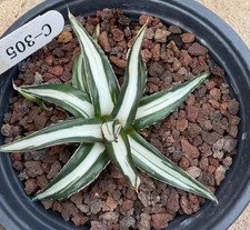 Rare Cacti plant Agave VR