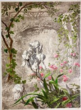 Iris barbute bianche con rose