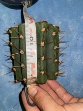 T.Terscheckii Talea 13cm Asciutta Pronta Per La Spedizione 7+anni