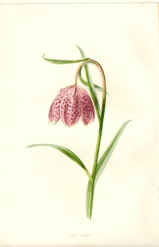 1890 fritillaria antica - fritillaria,