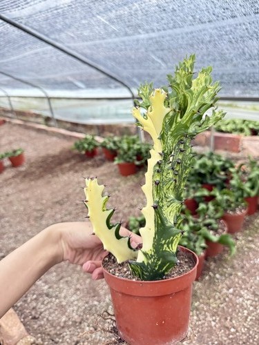 1pz euphorbia trigona - 1pz,