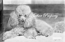 POODLE DOG disegno a matita originale in grafite 9,5" x 13"