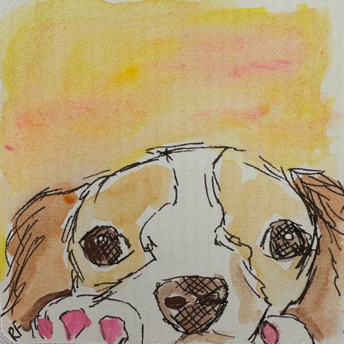 Cavalier king charles spaniel - charles,