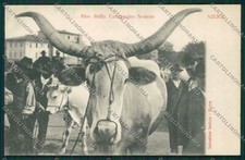 Siena City Costumes Ox Car