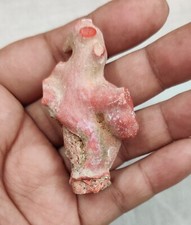 VECCHIO corallo mediterraneo