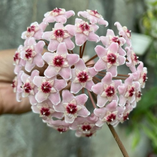 Hoya carnosa fiori - carnosa, –