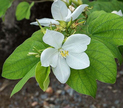 Semi bauhinia acuminata - 5,