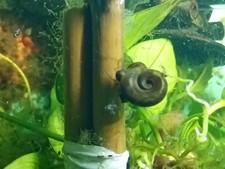 12 Lumache Planorbarius