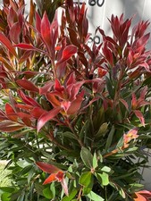 Callistemon red rocket foto