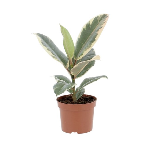 Ficus elastica tineke piante - elastica,