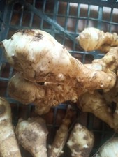 3 Pezzi Di Topinambur Bianco Fresco