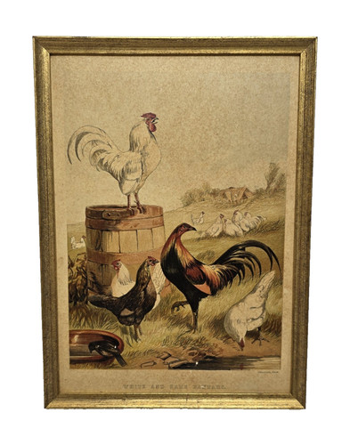 Stampa gallo - gallo,