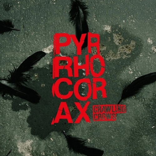 Crawling crows pyrrhocorax - -,