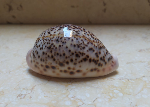 Cypraea pantherina - f,