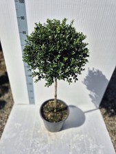 Agrifoglio Giapponese 'Ilex