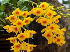 Dendrobium chrysotoxum