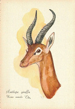 cn1200 cartolina  nuova serie mammiferi della somalia antilope giraffa eto